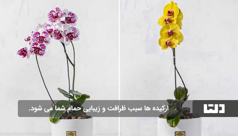 گیاهان آپارتمانی مناسب برای حمام