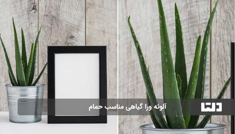 گیاهان آپارتمانی مناسب برای حمام