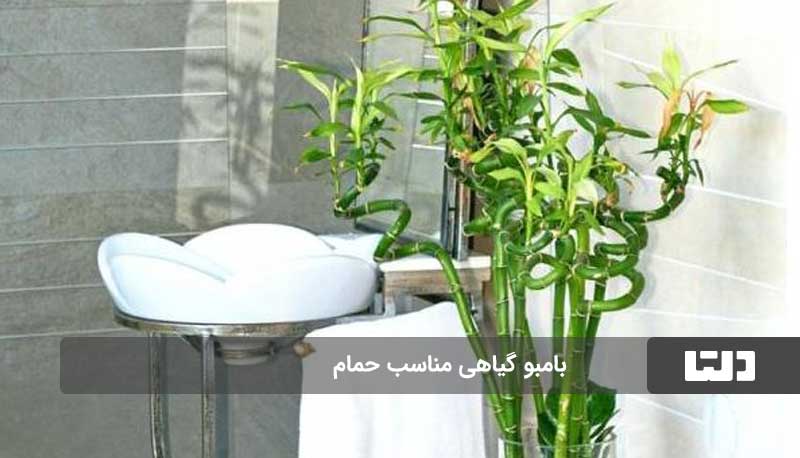 گیاهان آپارتمانی مناسب برای حمام