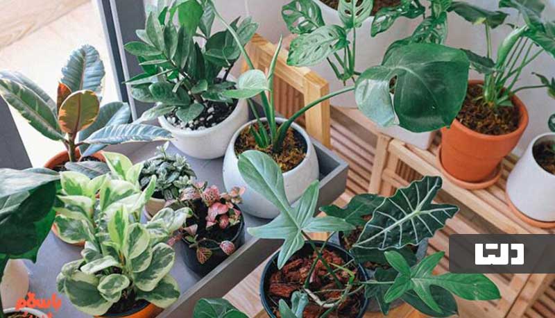 گیاهان آپارتمانی مقاوم به گرما