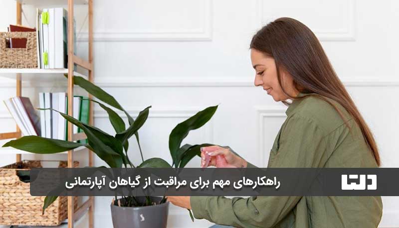 راهکارهای مهم برای مراقبت از گیاهان آپارتمانی