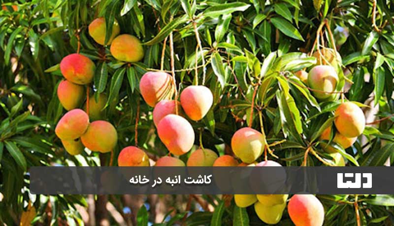 کاشت هسته