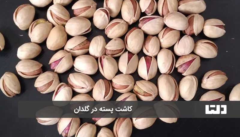 کاشت بذر یا نهال