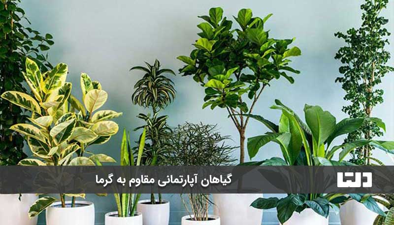 راهکارهای مراقبت از گیاهان آپارتمانی در تابستان