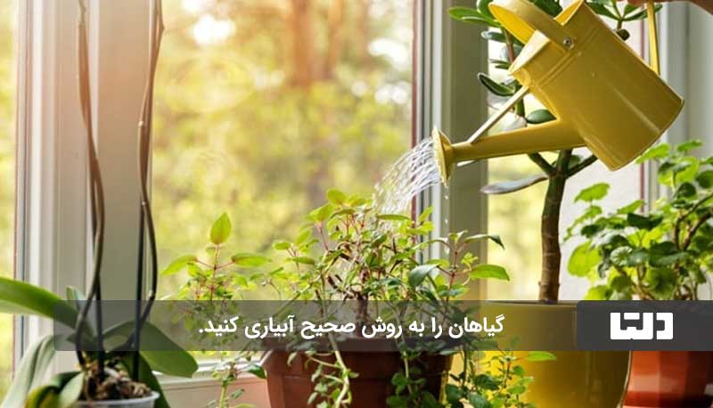 نگهداری گیاهان آپارتمانی در فصل تابستان