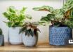 علت قد نکشیدن گیاهان آپارتمانی چیست؟