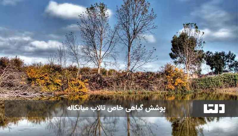 تالاب میانکاله