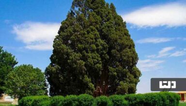 قدیمی‌ترین درخت ایران
