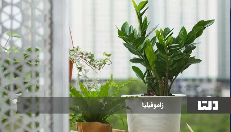 بادوام ترین گیاهان آپارتمانی