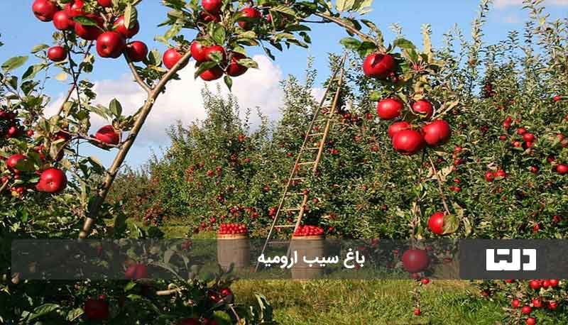 شهر سیب ایران