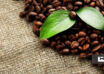 فواید قهوه برای گیاهان آپارتمانی