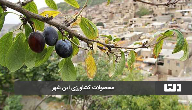 محصولات کشاورزی