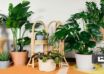 بهترین جای خانه برای رشد گیاهان