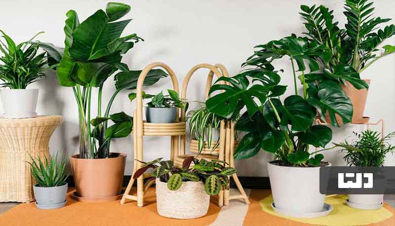 بهترین جای خانه برای رشد گیاهان