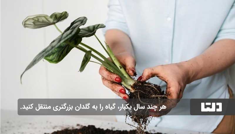 رازهای نگهداری گیاهان آپارتمانی