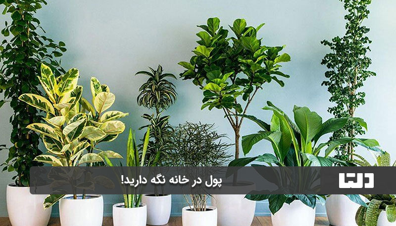 تصفیه هوا با گیاهان دیگر