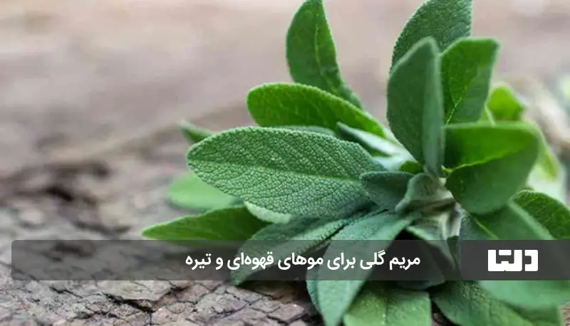 مریم گلی برای موهای تیره