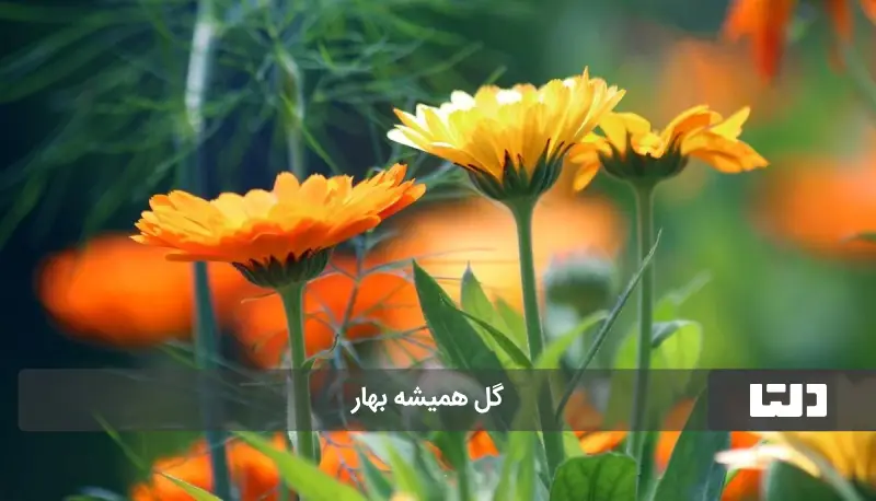 گل همیشه بهار