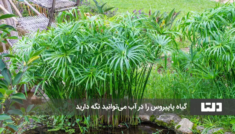 گیاه پاپیروس در آب