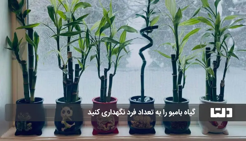 گیاه بامبو در آب