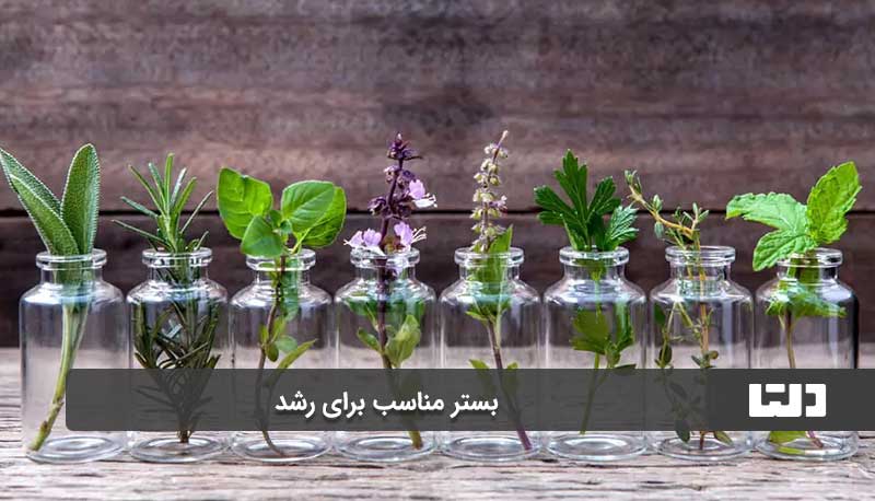 بستر مناسب برای رشد