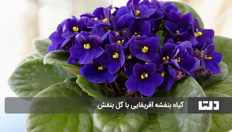 بنفشه آفریقایی