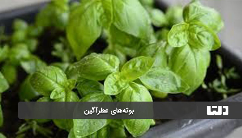 بوته‌های عطرآگین