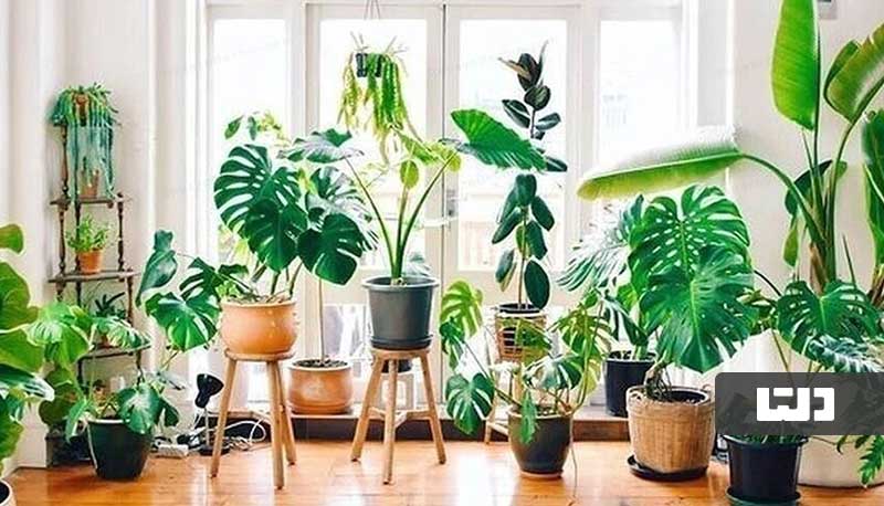 تزئین فضای خانه با گیاهان شیک