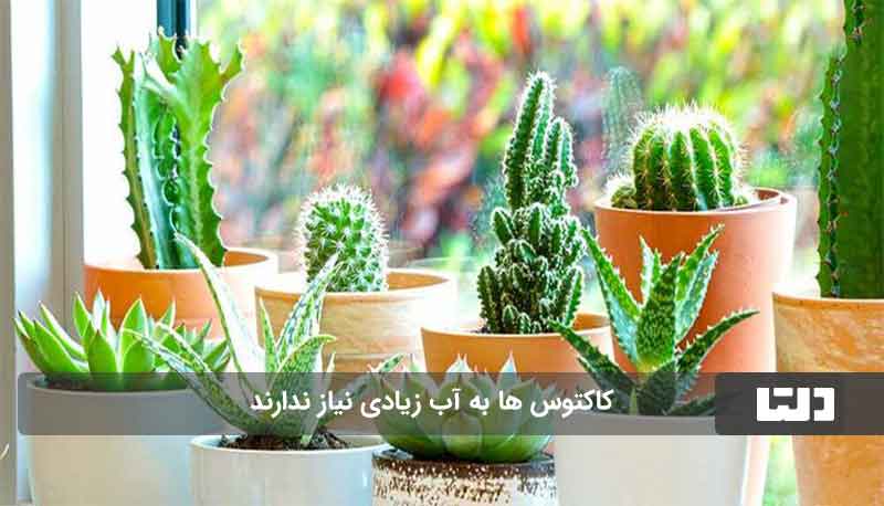 گیاهان مقاوم به کم آبی