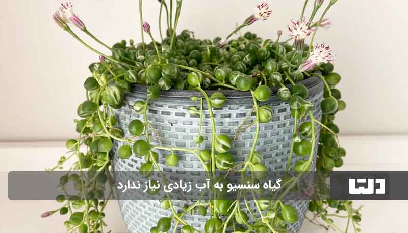 گیاهان مقاوم به کم آبی