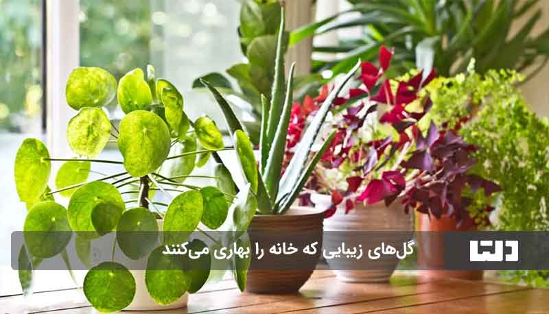 گل‌های همیشه سبز