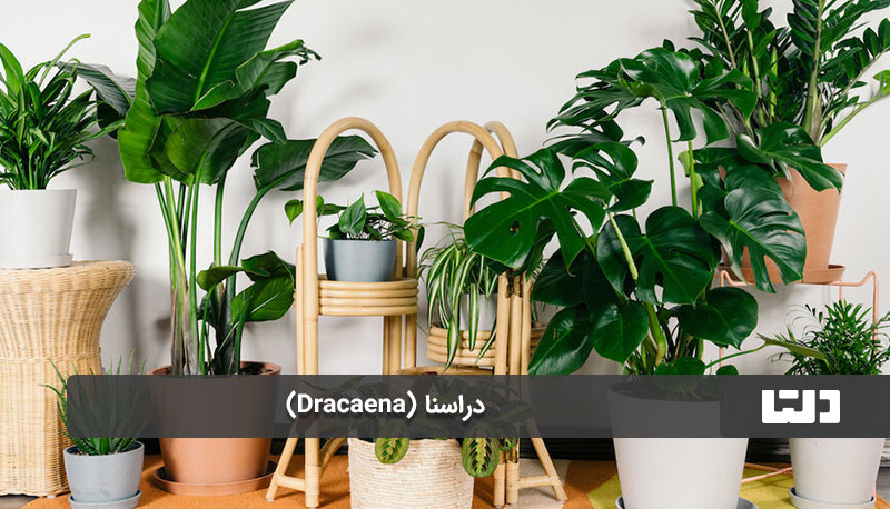 دراسنا (Dracaena)