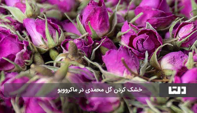 خشک کردن گل محمدی 