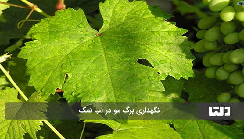 نگهداری برگ مو