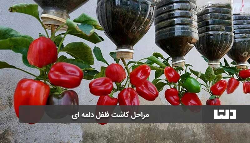 تغذیه گیاه