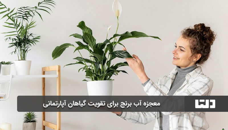 مزایای آبیاری گیاهان آپارتمانی با آب برنج