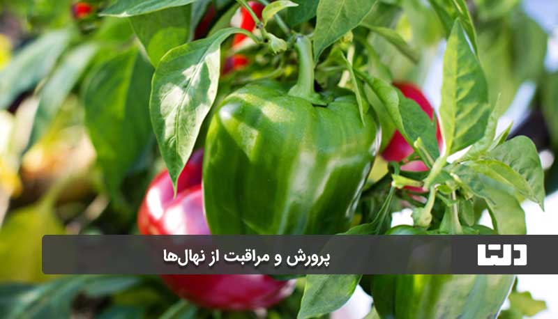 کنترل آفات و بیماری‌ها