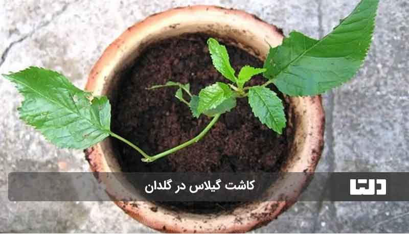 کاشت گیلاس در گلدان