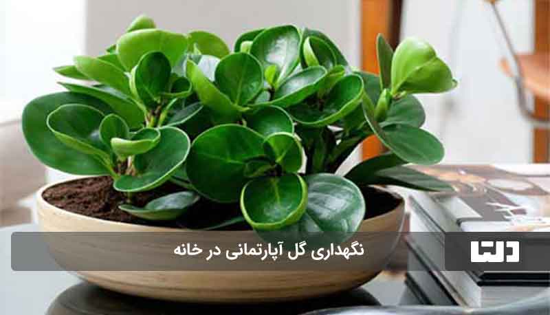 خرید گل آپارتمانی