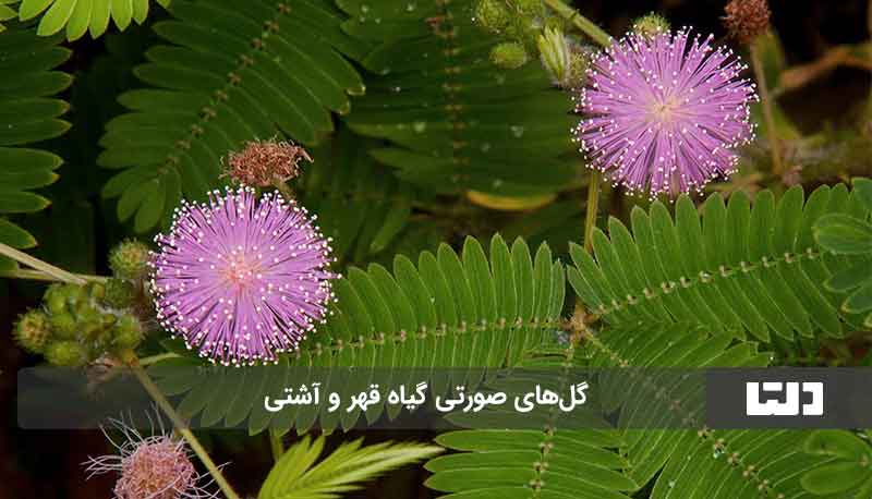 گل قهر و آشتی