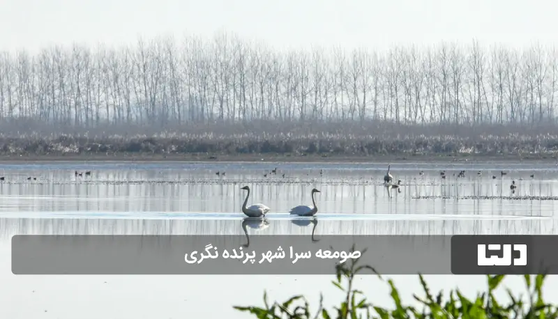 صومعه سرا