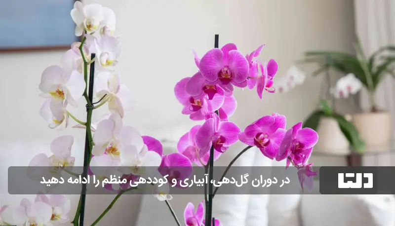 گل ارکیده