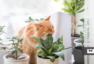 گیاه آپارتمانی سمی برای گربه