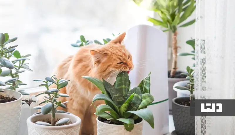 گیاه آپارتمانی سمی برای گربه