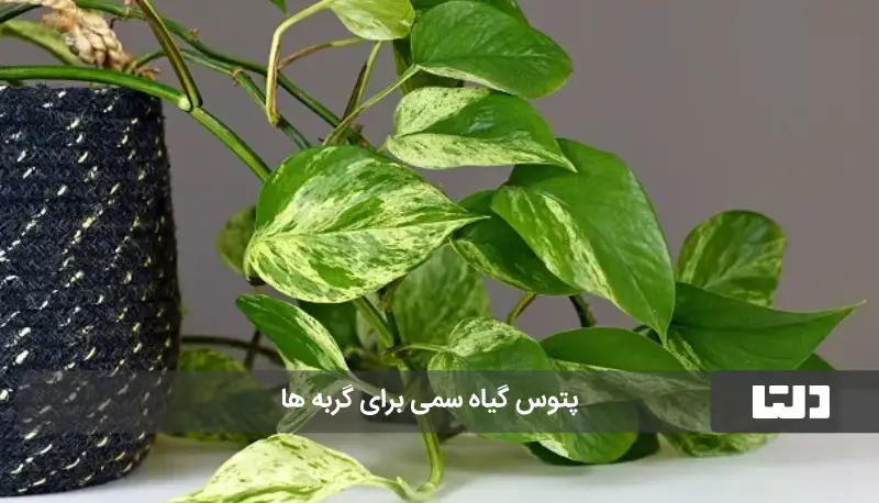 گیاه آپارتمانی سمی برای گربه