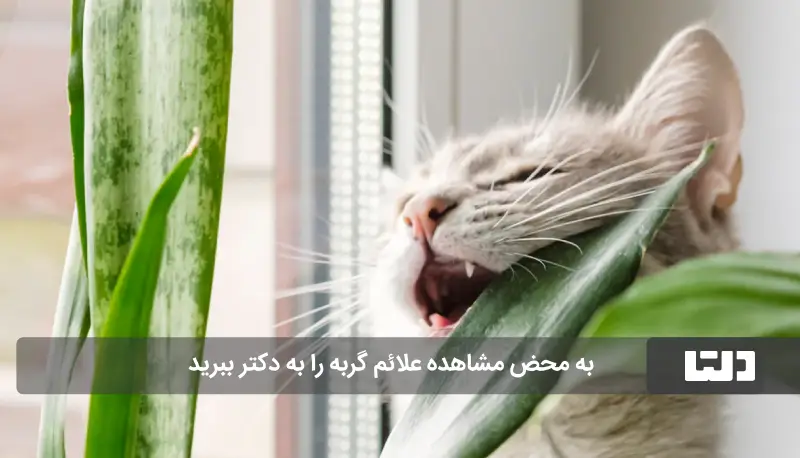 گیاه آپارتمانی سمی برای گربه