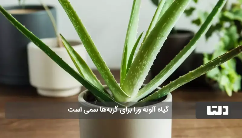 گیاه آپارتمانی سمی برای گربه