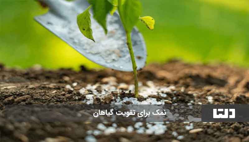 تقویت گیاهان با نمک