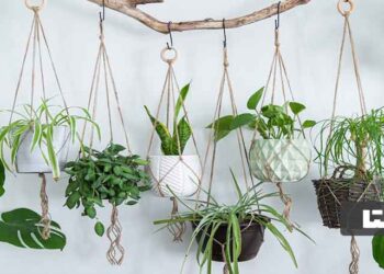 گل آپارتمانی آویز