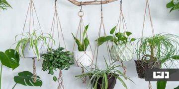 گل آپارتمانی آویز